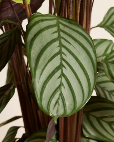 Calathea Pfeilwurze Oppenheimiana