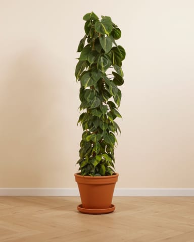 Philodendron Baumfreund Scandens Brasil