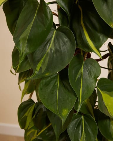 Philodendron Baumfreund Scandens Brasil