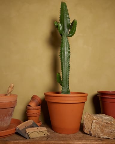 Euphorbia Acruensis