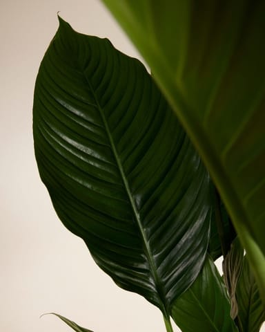 Spathiphyllum Sweet Sebastiano