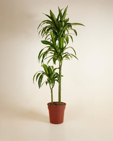 Dracaena Dragon Tree Hawaiian Sunshine