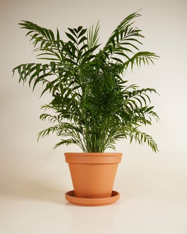 Chamaedorea Elegans