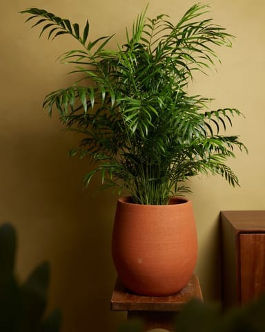 Chamaedorea Elegans