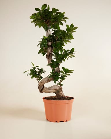 Ficus Ginseng-Feige  Ginseng
