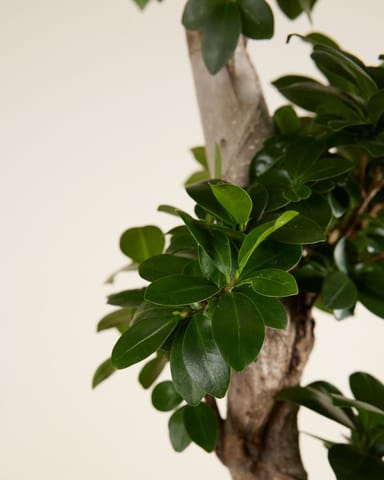 Ficus Ginseng-Feige  Ginseng
