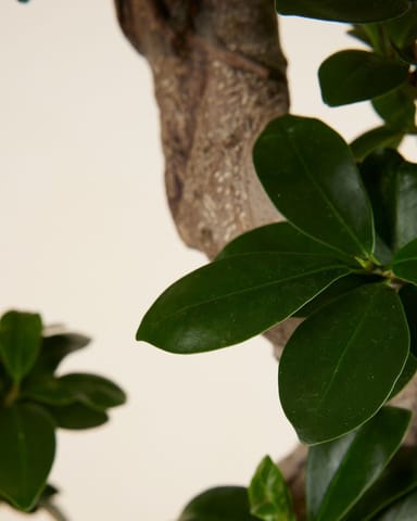 Ficus Ginseng-Feige  Ginseng