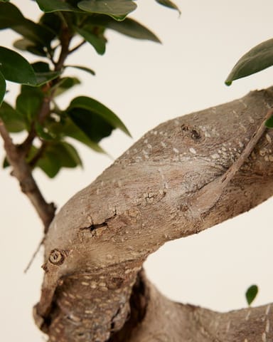 Ficus Ginseng-Feige  Ginseng