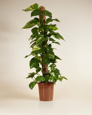 Scindapsus Efeutute Aureum