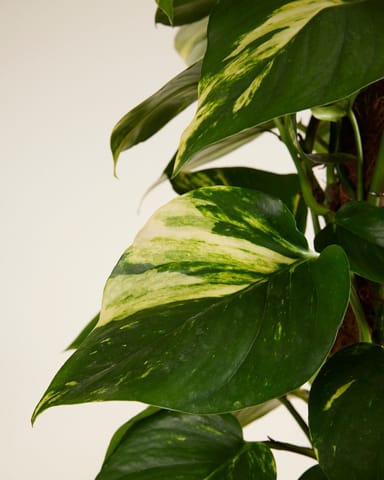 Scindapsus Efeutute Aureum
