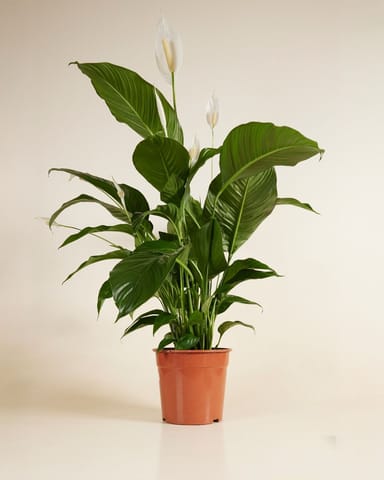 Spathiphyllum Friedenslilie Sweet Lauretta