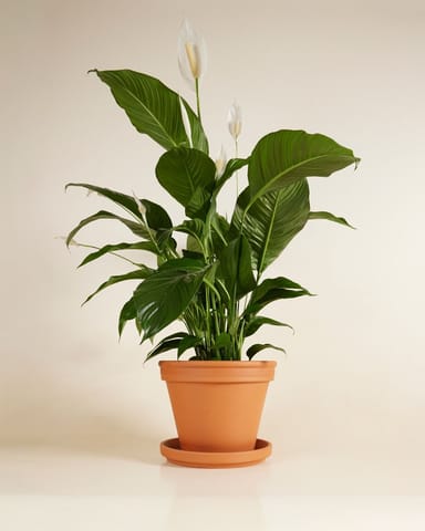 Spathiphyllum Friedenslilie Sweet Lauretta