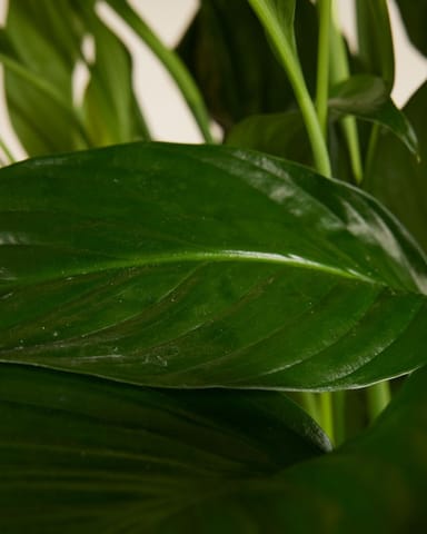 Spathiphyllum Friedenslilie Sweet Lauretta