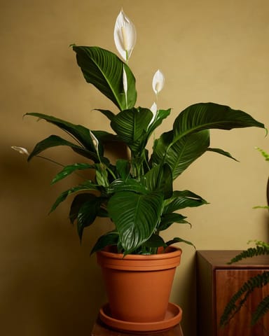 Spathiphyllum Friedenslilie Sweet Lauretta