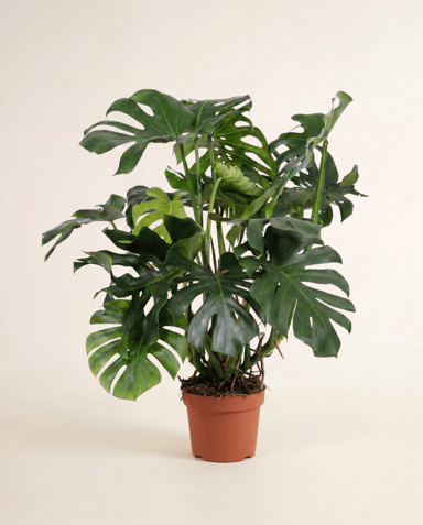 Monstera Fensterblatt Deliciosa