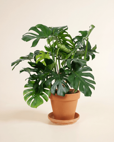 Monstera Fensterblatt Deliciosa
