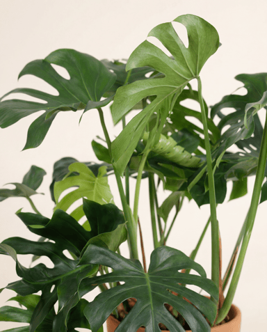 Monstera Fensterblatt Deliciosa
