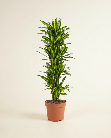 Dracaena Drachenbäume Cintho