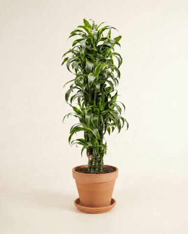 Dracaena Drachenbäume Dorado