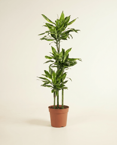 Dracaena Drachenbäume Golden Coast