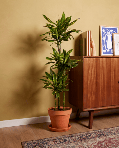 Dracaena Drachenbäume Golden Coast
