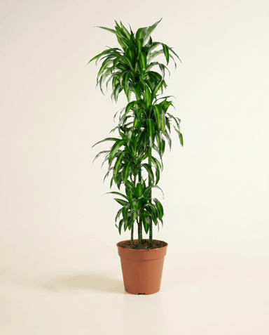 Dracaena Drachenbäume Hawaiian Sunshine