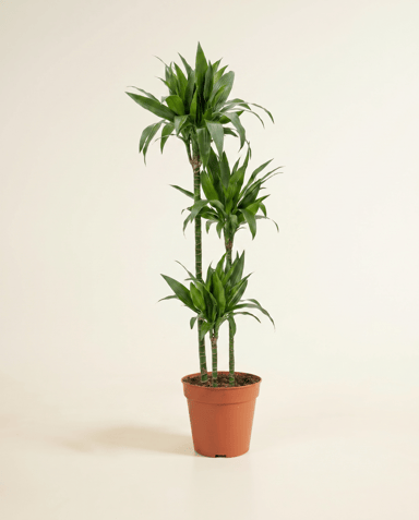 Dracaena Drachenbäume Janet Craig