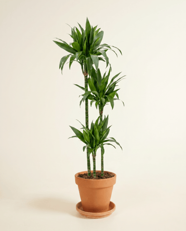 Dracaena Drachenbäume Janet Craig