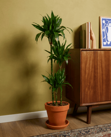 Dracaena Drachenbäume Janet Craig