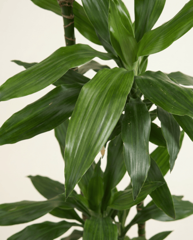 Dracaena Drachenbäume Janet Lind