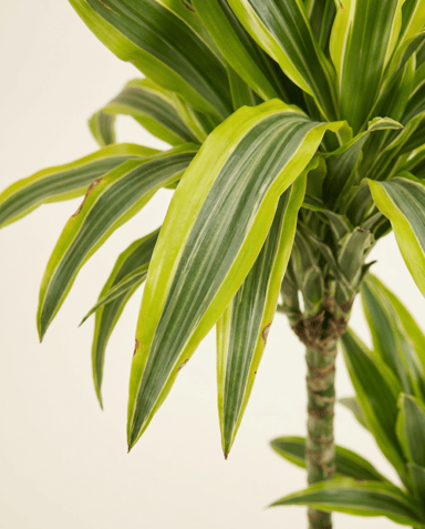 Dracaena Drachenbäume Lemon Lime