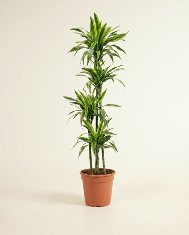 Dracaena Drachenbäume Lemon Lime