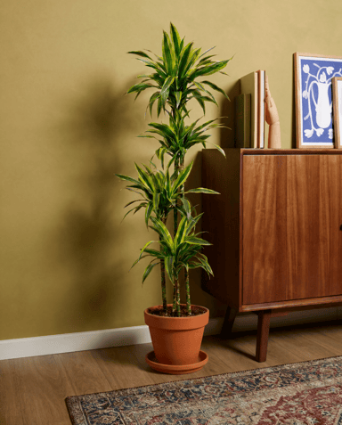 Dracaena Drachenbäume Lemon Lime