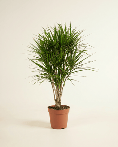 Dracaena Drachenbäume Marginata