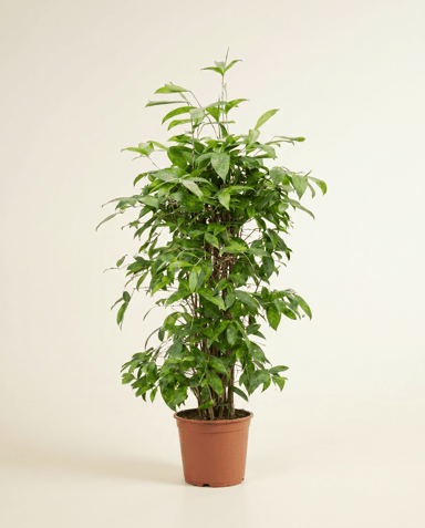 Dracaena Drachenbäume Surculosa