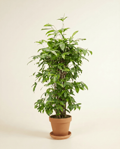Dracaena Drachenbäume Surculosa