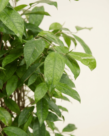 Dracaena Drachenbäume Surculosa