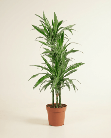 Dracaena Drachenbäume Warneckei