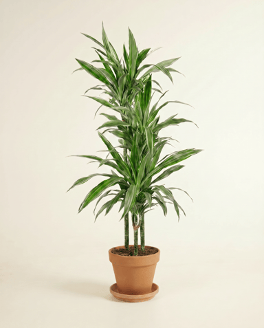 Dracaena Drachenbäume Warneckei