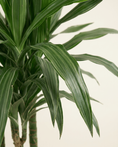 Dracaena Drachenbäume Warneckei