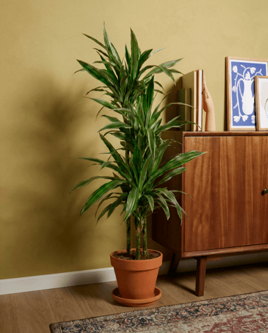 Dracaena Drachenbäume Warneckei