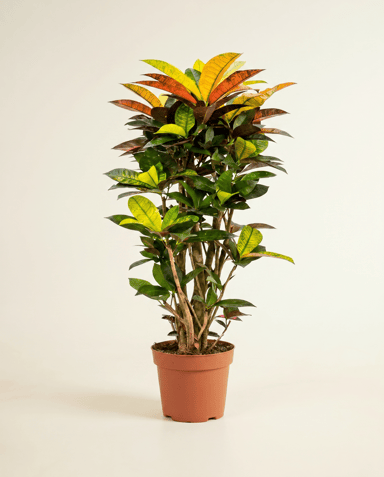 Codiaeum Kroton Variegatum Iceton