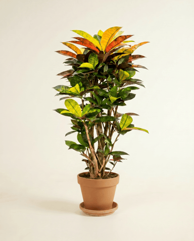 Codiaeum Kroton Variegatum Iceton
