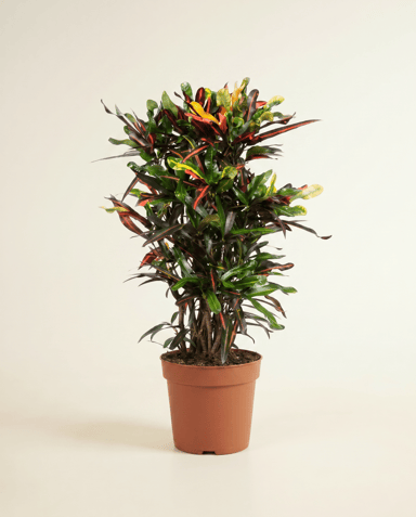 Codiaeum Kroton Variegatum Mammi