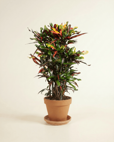 Codiaeum Kroton Variegatum Mammi
