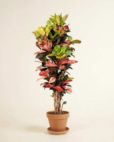 Codiaeum Kroton Variegatum Iceton