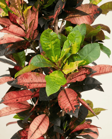 Codiaeum Kroton Variegatum Iceton