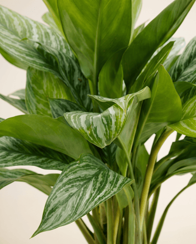 Aglaonema Kolbenfaden Stripes