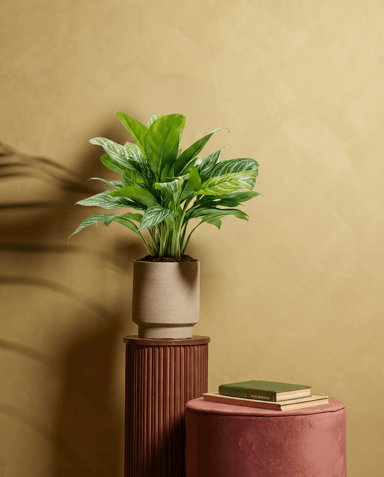 Aglaonema Kolbenfaden Stripes