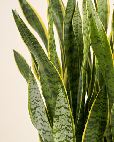 Sansevieria Bogenhanf Laurentii
